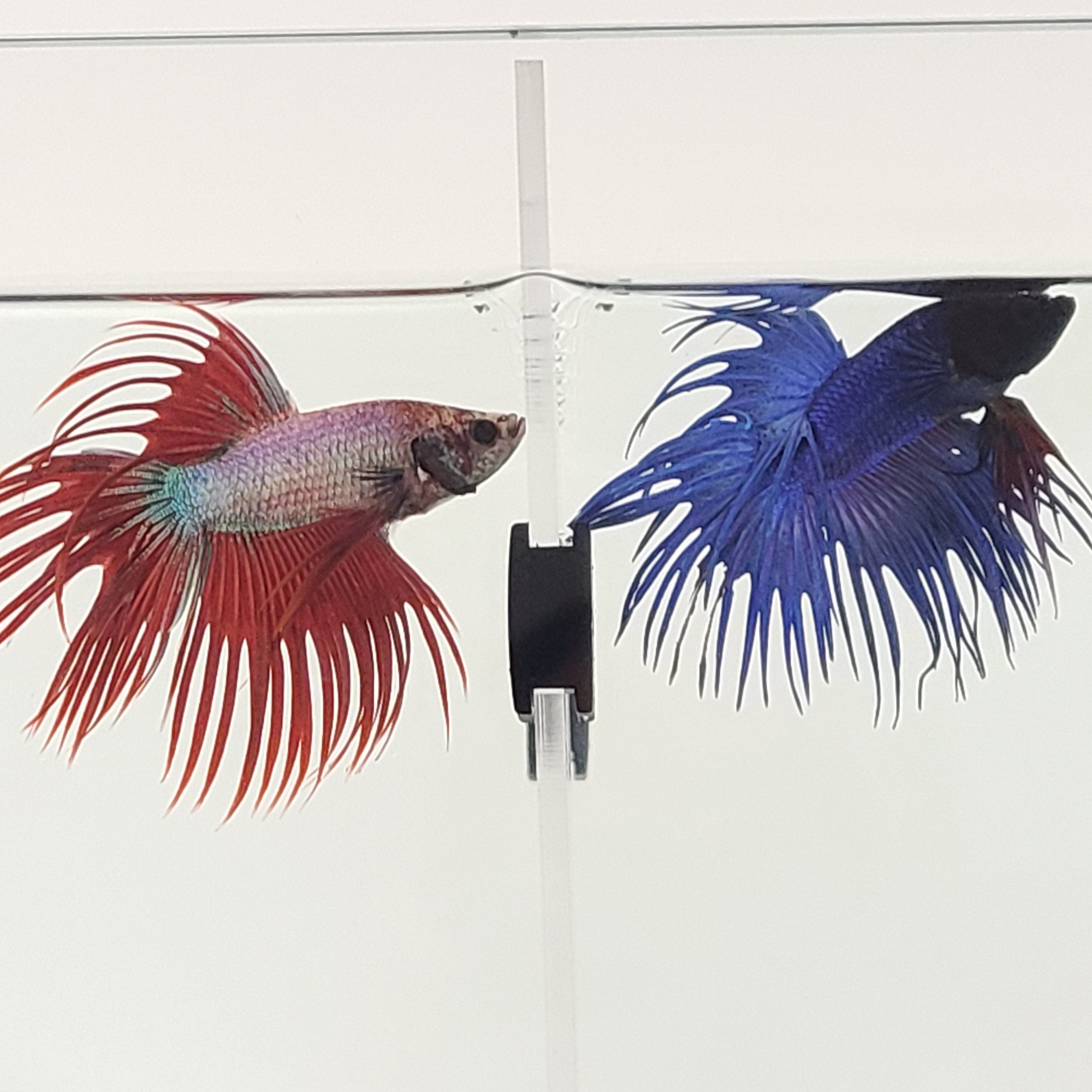 Acrylic Divider Plate for 6 Gallon Bookshelf Aquariums - CLEAR