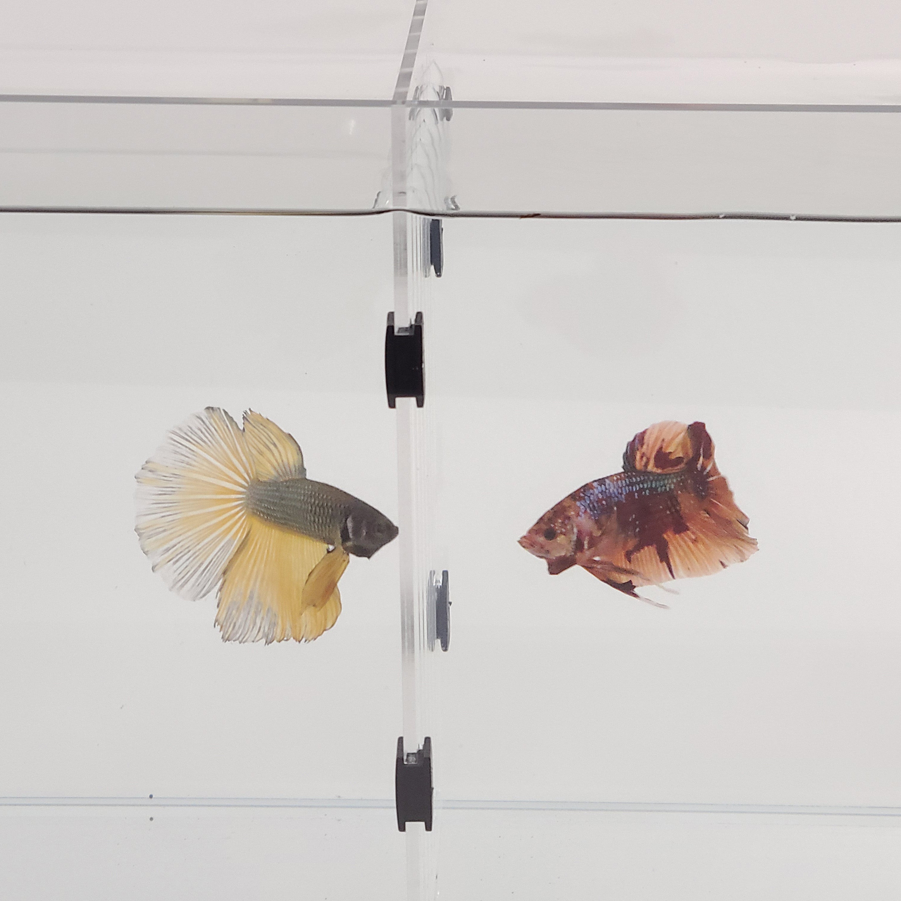 Acrylic Divider Plate for 6 Gallon Bookshelf Aquariums - CLEAR