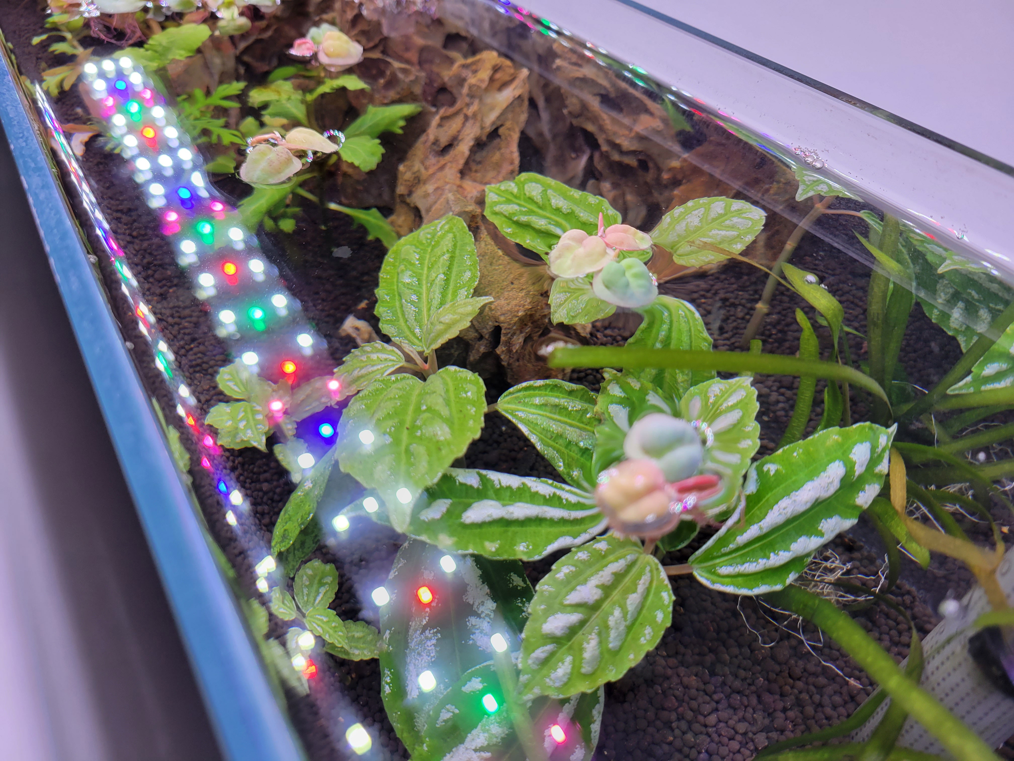 16 Gallon Ultra Low Iron Glass Bookshelf Aquarium Kit 6mm (33.85