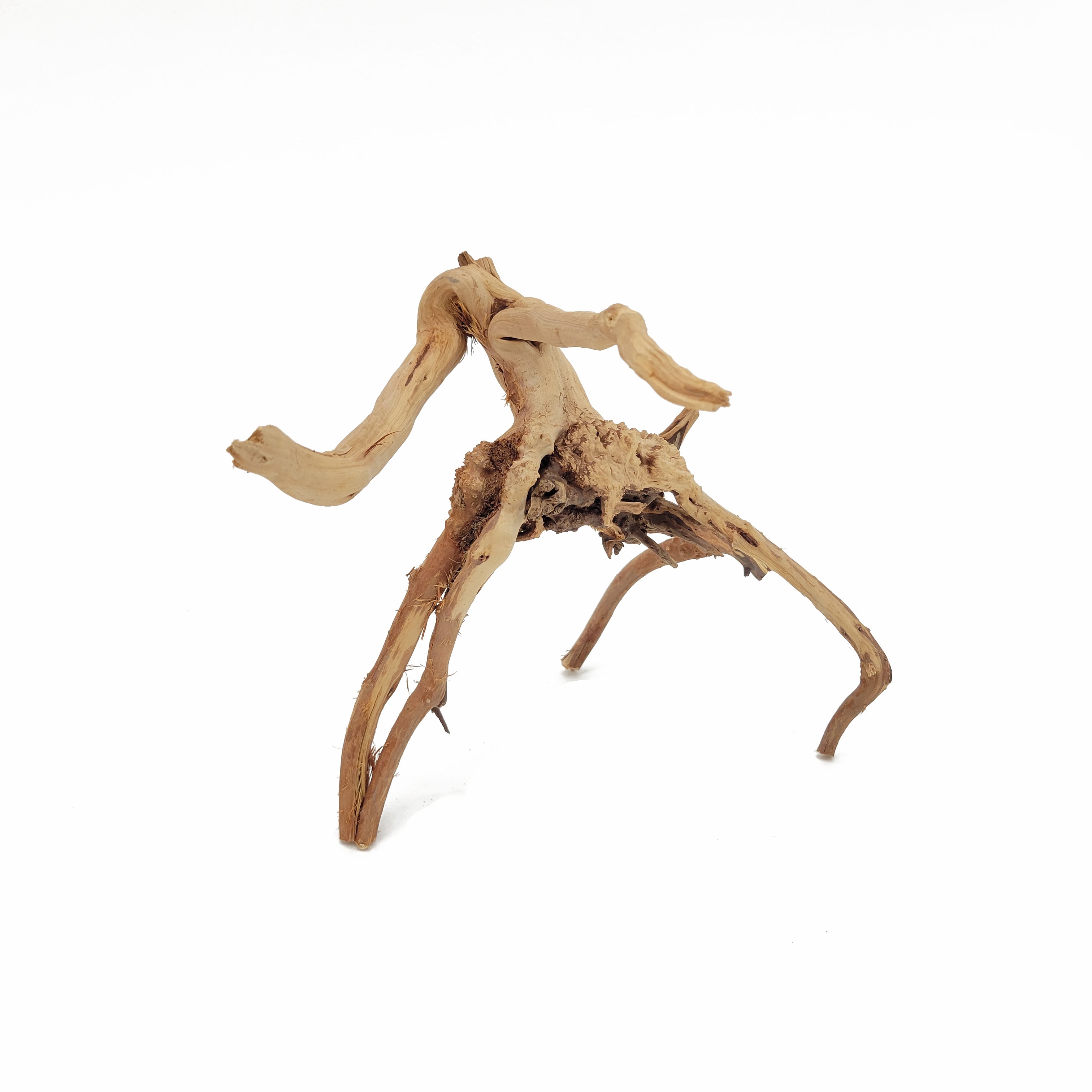Small Spider Wood / Cuckoo Root-Approximate Size 6