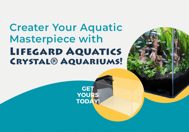 Blog - Lifegard Aquatics