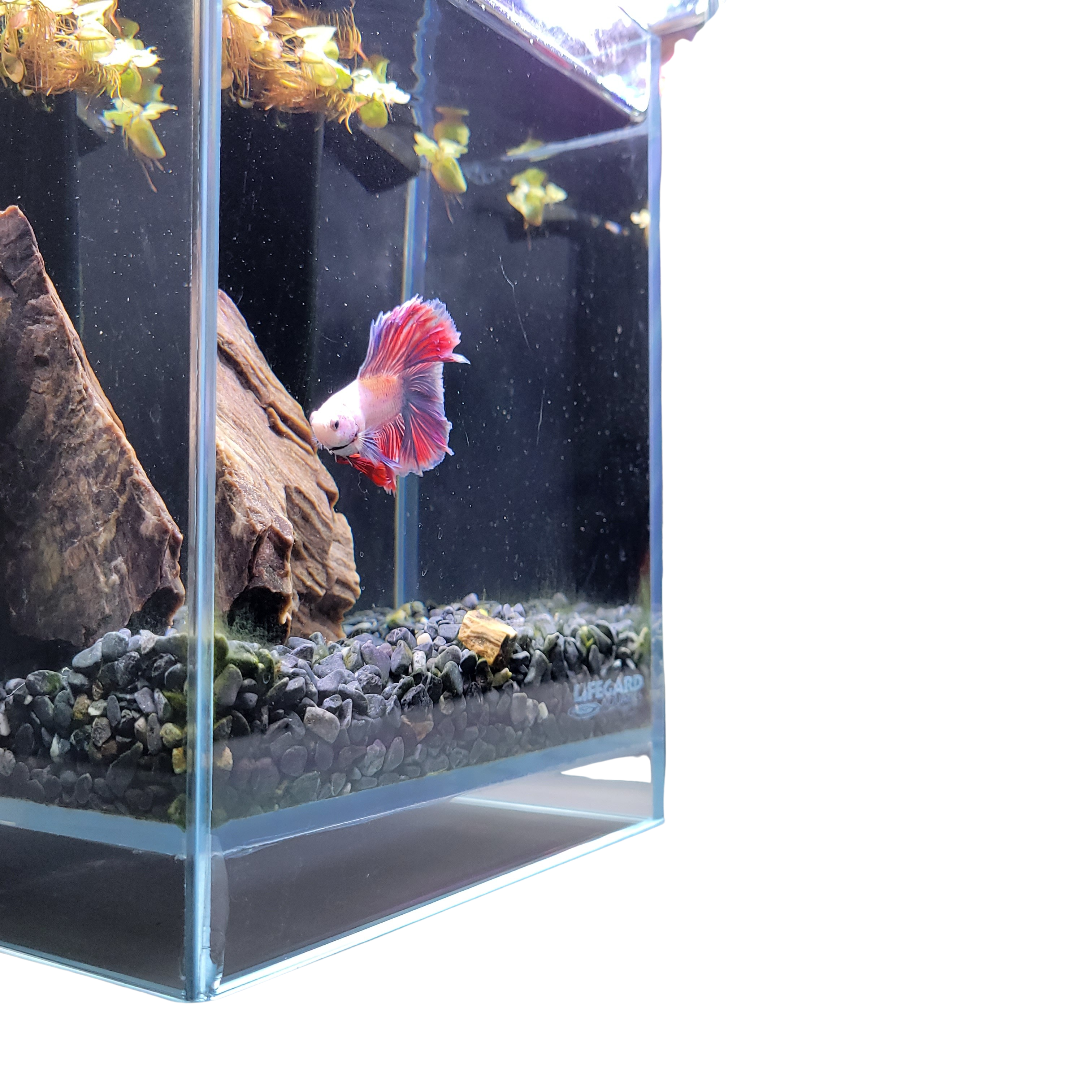 2.65 Gallons Betta 45° Degree Low Iron Ultra Clear Aquarium - 7.87 2.65 Gallons Betta 45° Degree Low Iron Ultra Clear Aquarium - 7.87