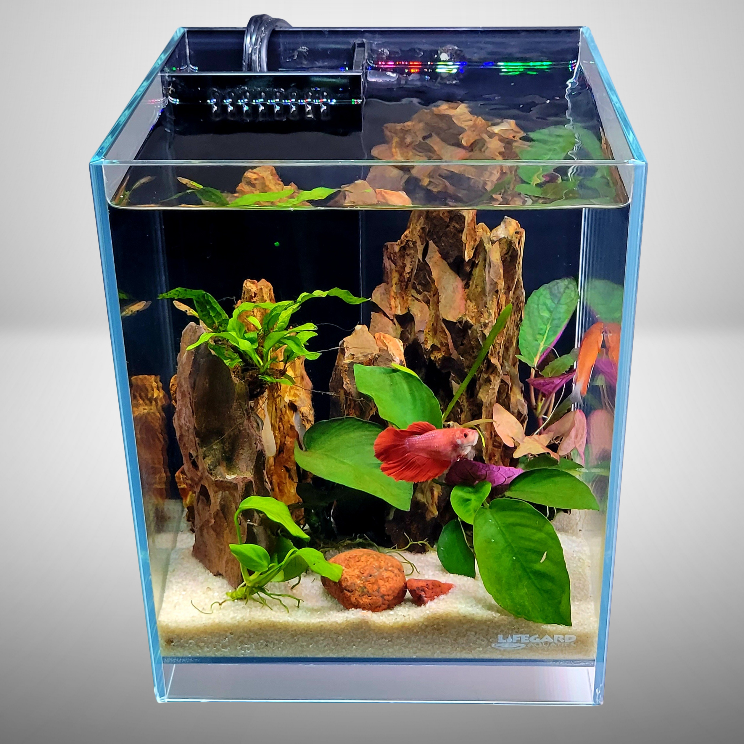2.65 Gallons Betta 45° Degree Low Iron Ultra Clear Aquarium - 7.87 2.65 Gallons Betta 45° Degree Low Iron Ultra Clear Aquarium - 7.87