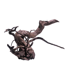 Black Spider Wood / Cuckoo Root - Approximate Size 12"-18"