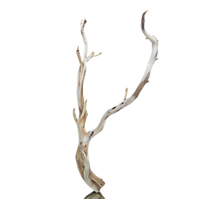 Manzanita / Ghost Wood