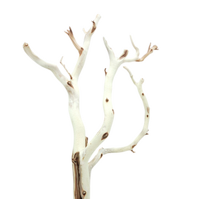 Manzanita / Ghost Wood