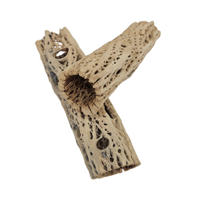 Cholla Wood