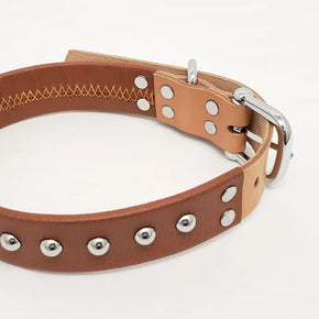 Brown Leather Dog Collar with Single Line of Silver Chrome Buttons - Tan - Medium