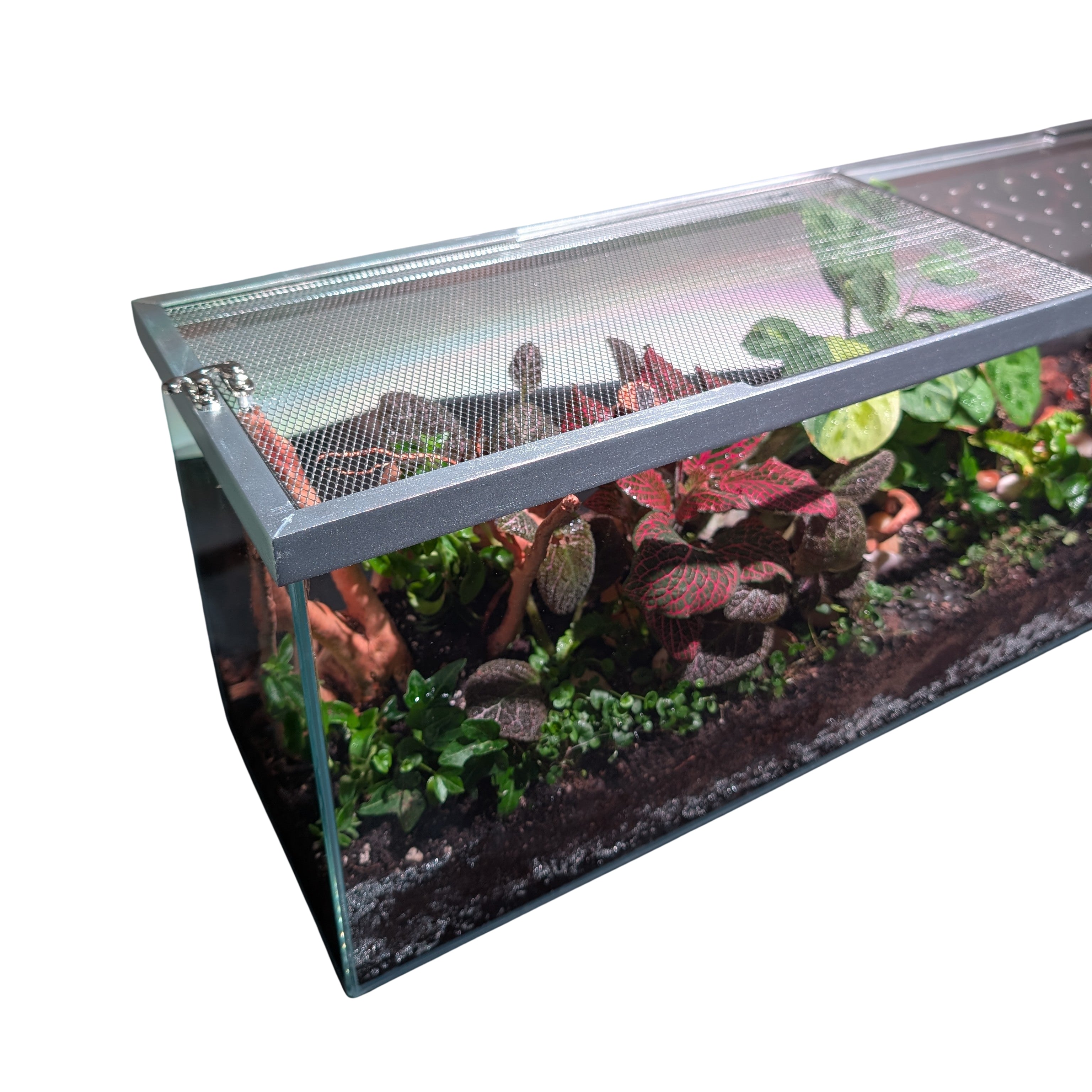 fish tank plant terrarium Lifegard Low Iron Glass 22 Gallon Long Terrarium Kit