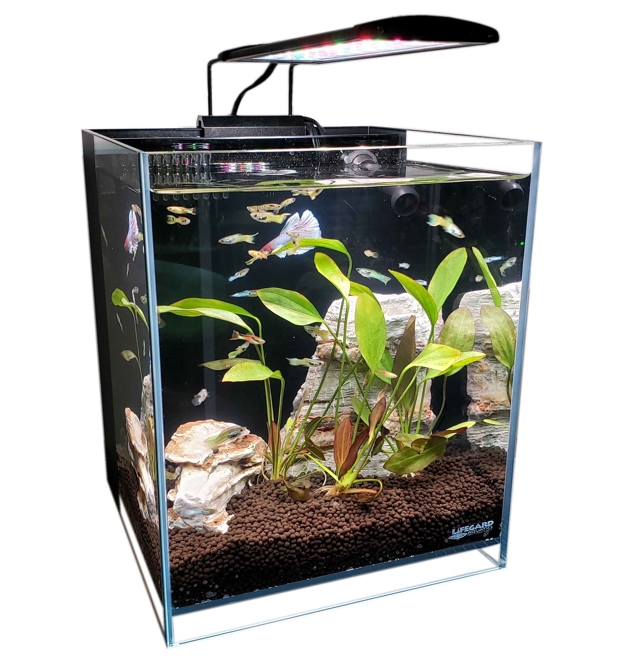 Lifegard Aquatics Low Iron Elevated Fish Aquarium Kit, 5-gal Lifegard Aquatics Low Iron Elevated Fish Aquarium Kit, 5-gal