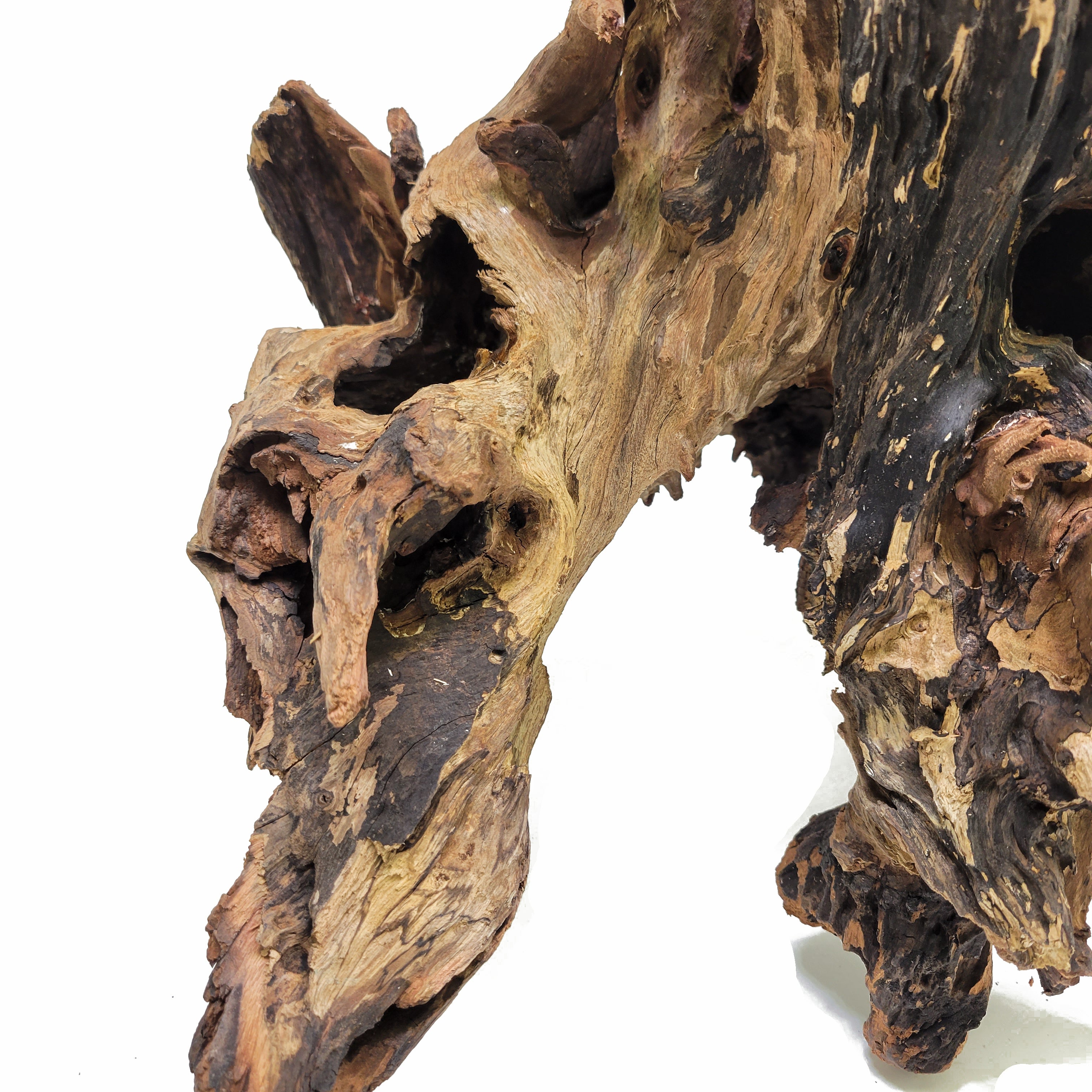 Spider Wood / Cuckoo Root - Approximate Size 12-23 - Lifegard