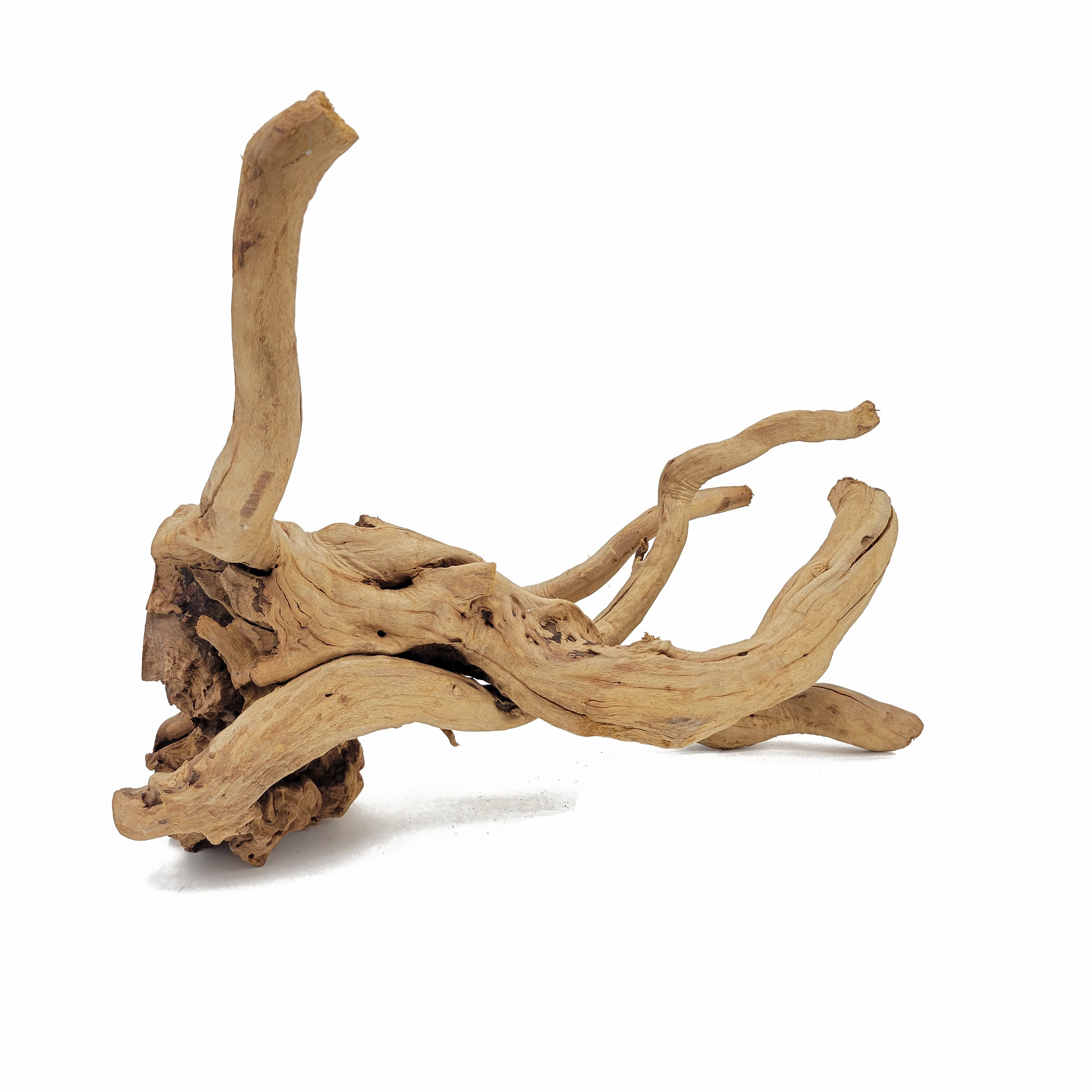 Spider Wood / Cuckoo Root - Approximate Size 12-23 - Lifegard