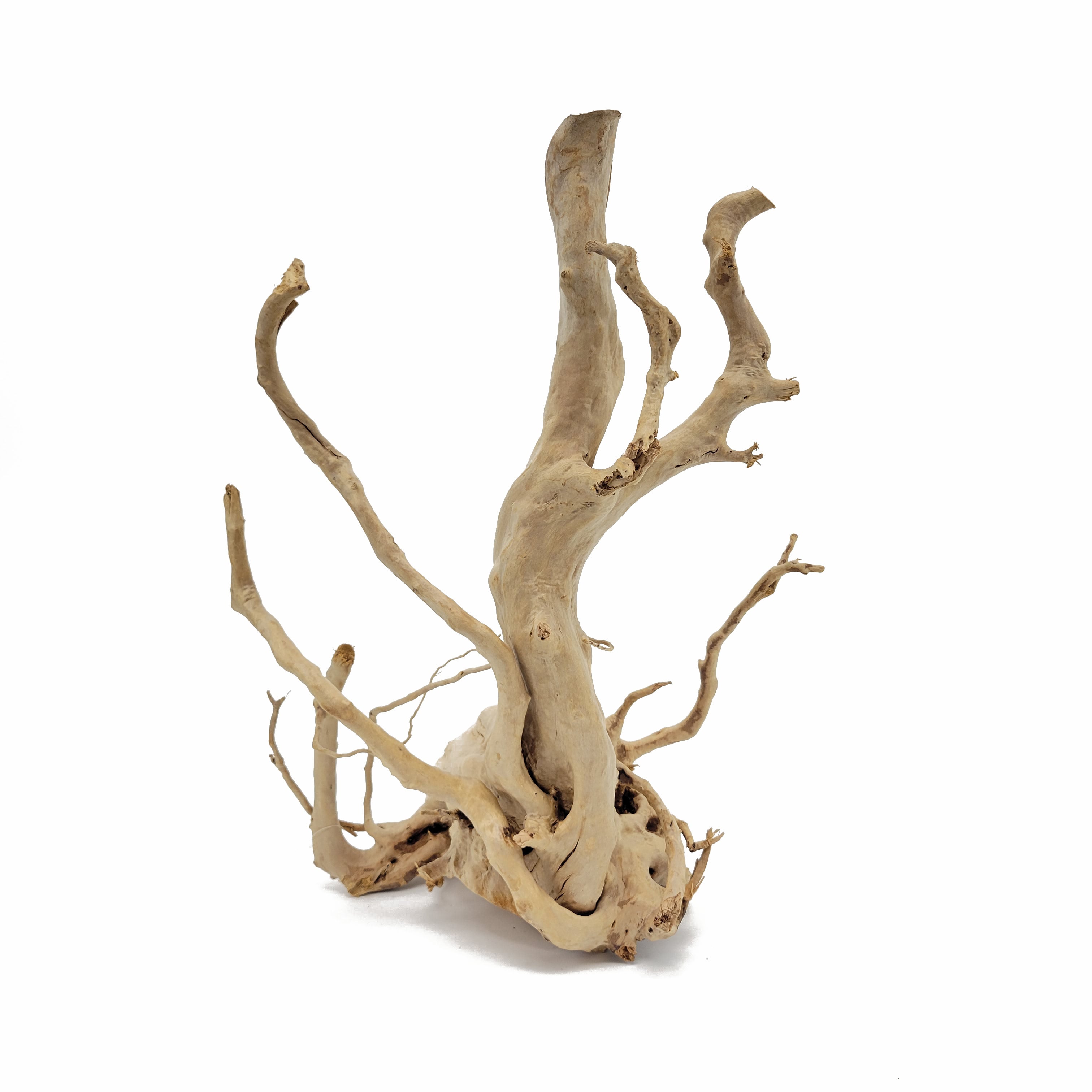 Spider Wood / Cuckoo Root - Approximate Size 12-23